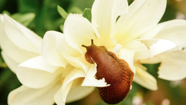 Многие насекомые-вредители, их личинки и кладки яиц, брюхоногие моллюски, клещи, нематоды и др. зимуют в почве, лиственном опаде, корнях и стеблях. Многие насекомые-вредители, их личинки и кладки яиц, брюхоногие моллюски, клещи, нематоды и др. зимуют в почве, лиственном опаде, корнях и стеблях.