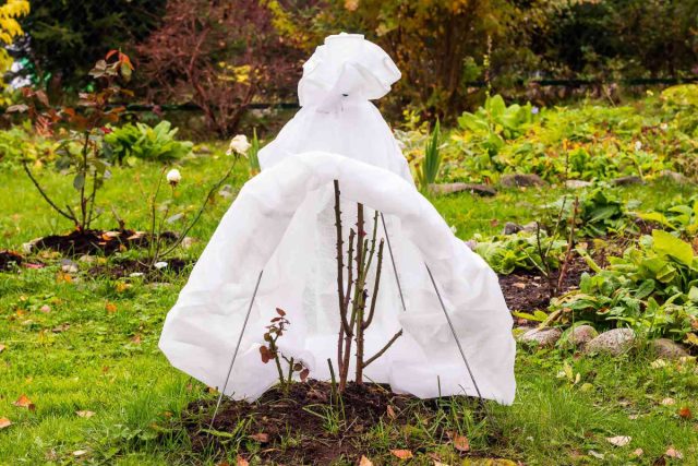 Общее похолодание и приближающиеся заморозки – повод позаботиться о цветущих растениях, которые не терпят низких температур. Общее похолодание и приближающиеся заморозки – повод позаботиться о цветущих растениях, которые не терпят низких температур.