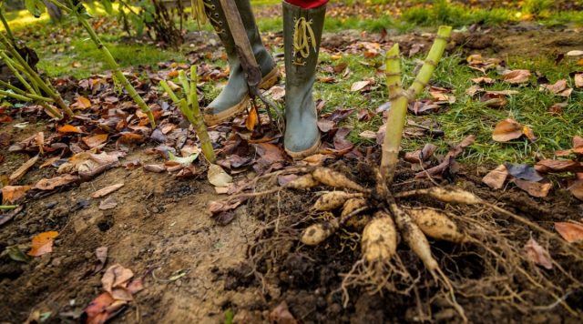 Георгины желательно выкопать до первых заморозков, даже минимальные морозы в -1-2 градуса приводят к подмораживанию и загниванию стеблей. Георгины желательно выкопать до первых заморозков, даже минимальные морозы в -1-2 градуса приводят к подмораживанию и загниванию стеблей.