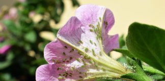 Самые злостные вредители цветника — карманная энциклопедия садовода.