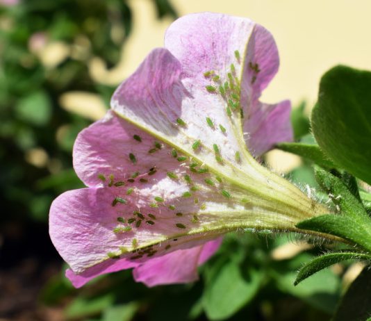 Самые злостные вредители цветника — карманная энциклопедия садовода.