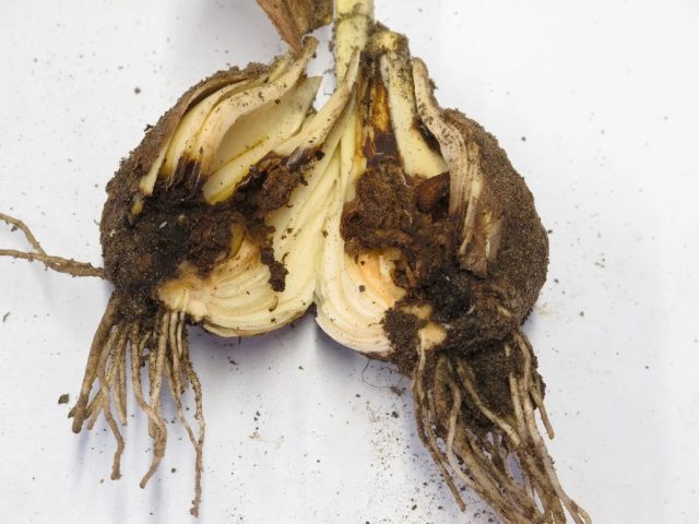 Личинки повреждают луковицы гиацинтов, нарциссов, лилий и др., луковицы размягчаются и загнивают, листьев становится мало, цветения не происходит. Личинки повреждают луковицы гиацинтов, нарциссов, лилий и др., луковицы размягчаются и загнивают, листьев становится мало, цветения не происходит.