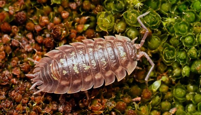 Пожирают молодые листья цветущих культур, как правило, нападая на уже поврежденные растения. Пожирают молодые листья цветущих культур, как правило, нападая на уже поврежденные растения.