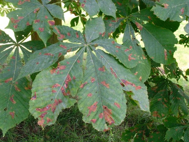 Гусеницы вредят многим цветочным культурам (розам, хризантемам, гвоздикам, цинниям, цинерарии и др.), механизм и последствия – аналогично мухам-минерам, причем выгрызенные «ходы» буреют. Гусеницы вредят многим цветочным культурам (розам, хризантемам, гвоздикам, цинниям, цинерарии и др.), механизм и последствия – аналогично мухам-минерам, причем выгрызенные «ходы» буреют.