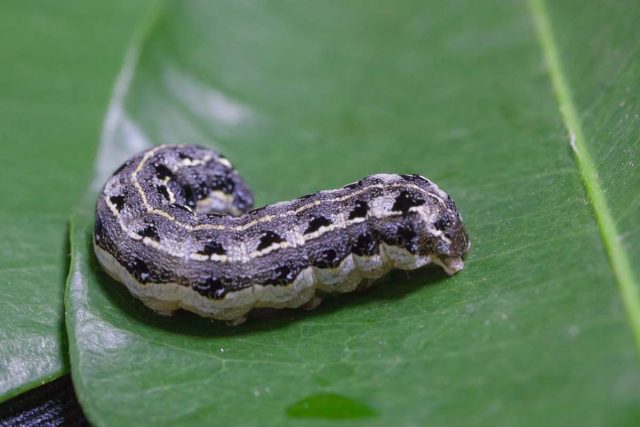 На цветущих культурах чаще всего встречаются совки клеверная, совка-гамма, совка озимая, совка капустная и некоторые другие. На цветущих культурах чаще всего встречаются совки клеверная, совка-гамма, совка озимая, совка капустная и некоторые другие.