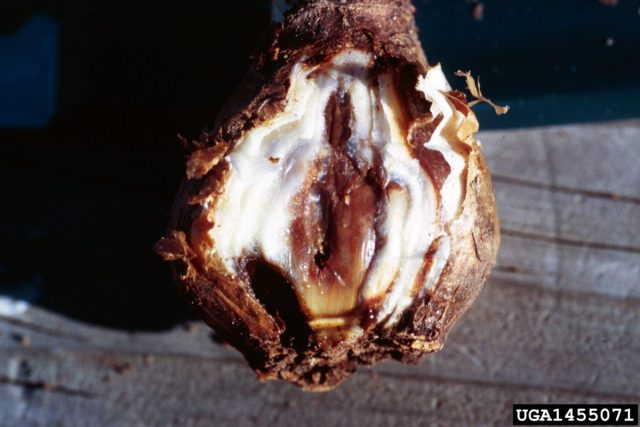 Еще один часто встречающийся растительноядный клещ – клещ луковый. Еще один часто встречающийся растительноядный клещ – клещ луковый.