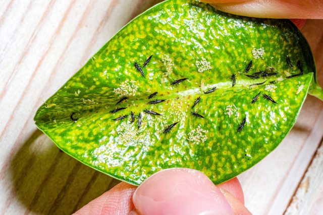 Трипсы, наряду с тлей и растительноядными клещами, питаются соками растений, прокалывая поверхность надземных частей своим особым колюще-сосущим ротовым аппаратом.