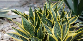 Сансевиерия больше не сансевиерия! Как генетика всё перевернула.