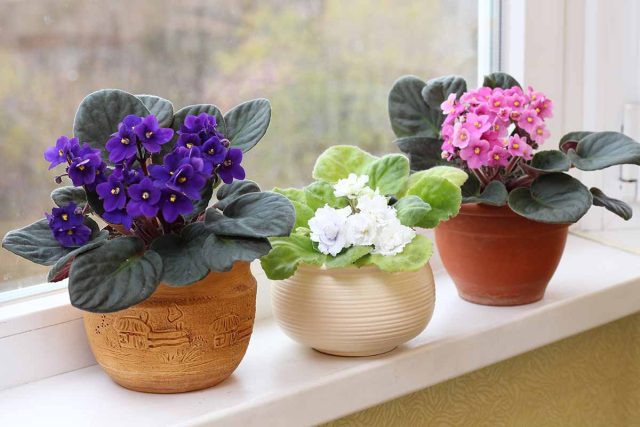 Тонкими цветовыми акцентами могут стать и мелкие, но многочисленные цветки узамбарской фиалки нежных тонов.