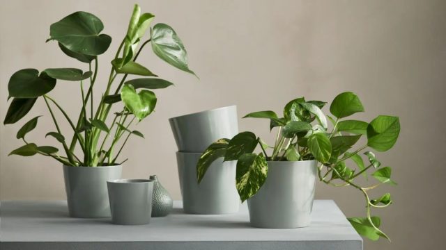 Кашпо в скандинавском стиле подчеркивают красоту растения. Поэтому в выборе доминируют природные материалы.