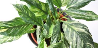 Спатифиллум вариегатный — особенности ухода.