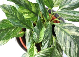 Спатифиллум вариегатный — особенности ухода.