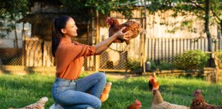 10 ошибок начинающего птицевода, или Как не загубить кур Топ 10 ошибок начинающего птицевода, или Как не загубить кур.