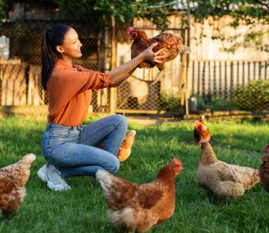 Топ 10 ошибок начинающего птицевода, или Как не загубить кур.