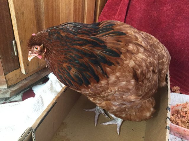 Многие птицеводы-новички в силу своей неопытности игнорируют первые симптомы заболеваний у кур. Многие птицеводы-новички в силу своей неопытности игнорируют первые симптомы заболеваний у кур.