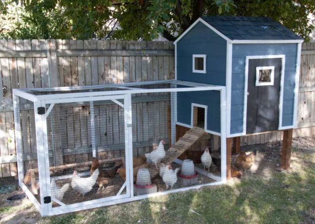 Скученность способствует борьбе за еду и место у кур, из-за чего в стаде может начинаться расклёв. Скученность способствует борьбе за еду и место у кур, из-за чего в стаде может начинаться расклёв.