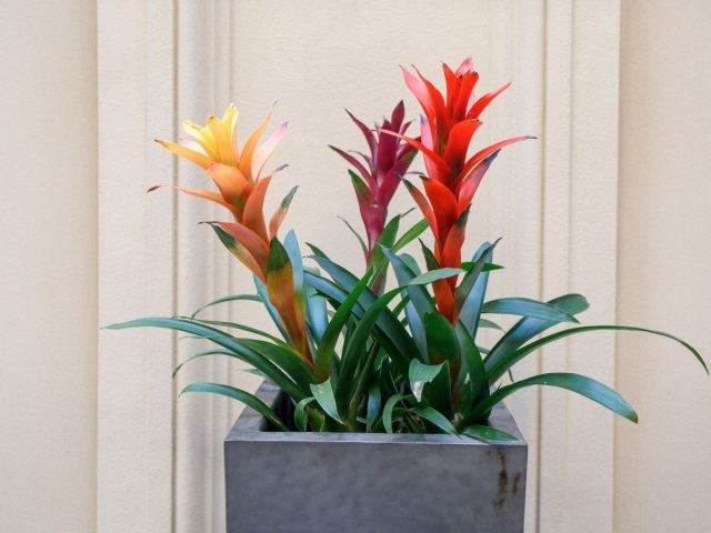 Овен — Гузмания. Огненный факел страсти. Цветёт один раз, но как — вся энергия в одном всплеске. Овен — Гузмания. Огненный факел страсти. Цветёт один раз, но как — вся энергия в одном всплеске.