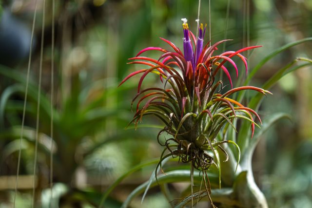 Водолей — Тилландсия. Не нуждается в почве, растёт прямо на воздухе — оригинал среди растений. Водолей — Тилландсия. Не нуждается в почве, растёт прямо на воздухе — оригинал среди растений.