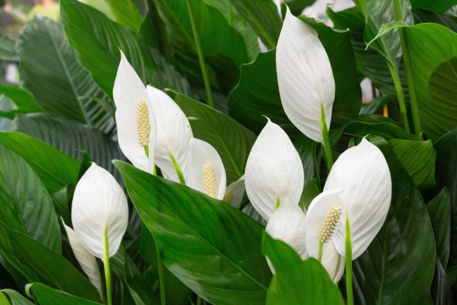 Рак — Спатифиллум. Домашний хранитель чувств. Чутко реагирует на заботу и любовь. Рак — Спатифиллум. Домашний хранитель чувств. Чутко реагирует на заботу и любовь.