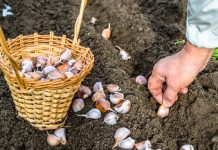 9 овощей, которые вы ещё успеваете посеять под зиму - Сад и огород 9 овощей, которые вы ещё успеваете посеять под зиму