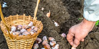 9 овощей, которые вы ещё успеваете посеять под зиму - Сад и огород 9 овощей, которые вы ещё успеваете посеять под зиму