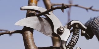 Все правила обрезки груши осенью.