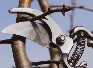 Все правила обрезки груши осенью.