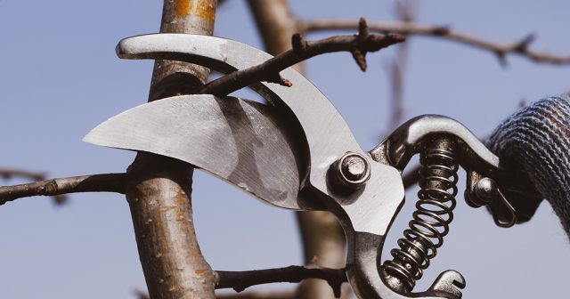 Все правила обрезки груши осенью Все правила обрезки груши осенью.