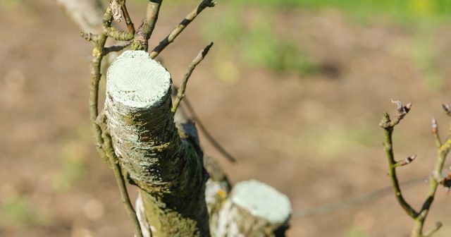 Любое из этих приспособлений должно быть остро заточенным, тогда производимые с его помощью срезы получатся ровными. Любое из этих приспособлений должно быть остро заточенным, тогда производимые с его помощью срезы получатся ровными.