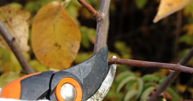 Ветку удаляют целиком у ее основания. Это позволяет минимизировать травмирование культуры. Ветку удаляют целиком у ее основания. Это позволяет минимизировать травмирование культуры.