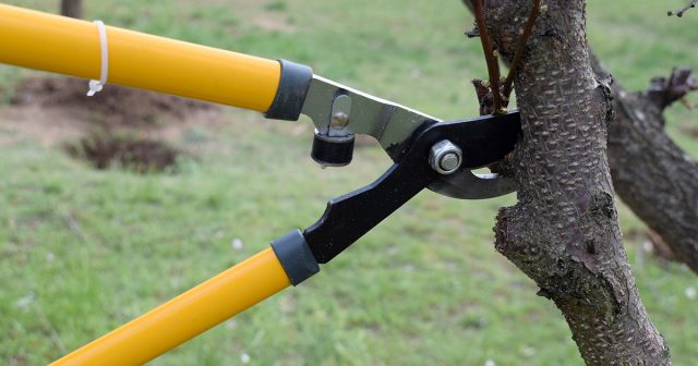 Также прореживают крону взрослого дерева, удаляя волчки, загущающие и растущие внутрь нее ветви. Также прореживают крону взрослого дерева, удаляя волчки, загущающие и растущие внутрь нее ветви.