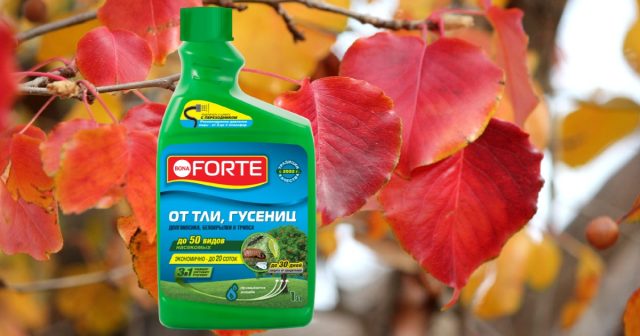 От вредителей грушу надежно защитит средство от тли, гусениц и других насекомых Бона Форте. От вредителей грушу надежно защитит средство от тли, гусениц и других насекомых Бона Форте.