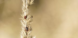 Заметили клещей на участке? Как избавиться от них эффективно и безопасно.