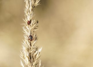 Заметили клещей на участке? Как избавиться от них эффективно и безопасно.