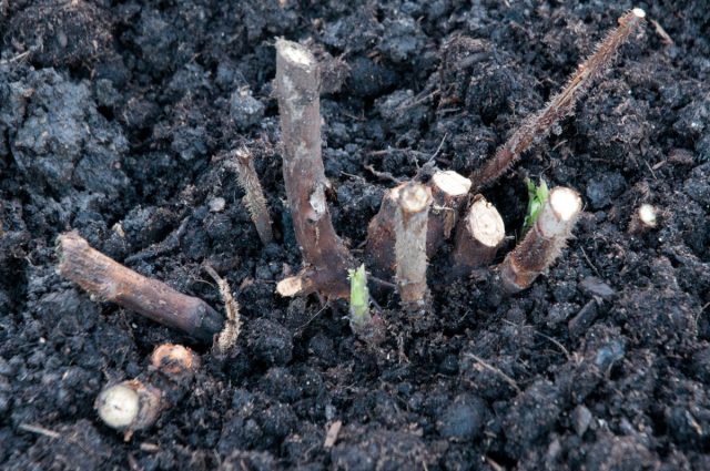 Осенью обрежьте отплодоносившие побеги малины, хорошо полейте и замульчируйте почву. В холодных регионах пригните ветви к земле или укройте органикой — так растения легче переживут зиму. Осенью обрежьте отплодоносившие побеги малины, хорошо полейте и замульчируйте почву. В холодных регионах пригните ветви к земле или укройте органикой — так растения легче переживут зиму.