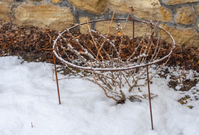 В средней полосе крыжовник зимует без проблем. Но если вы выращиваете теплолюбивые сорта, или зимы слишком суровые, то ветви кустарника пригибают к земле, чтобы куст зимовал укрытый снегом. В средней полосе крыжовник зимует без проблем. Но если вы выращиваете теплолюбивые сорта, или зимы слишком суровые, то ветви кустарника пригибают к земле, чтобы куст зимовал укрытый снегом.