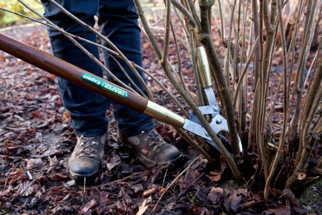 Санитарная обрезка смородины проводится для защиты от вредителей стволов и тли, поражающей верхушки побегов. Санитарная обрезка смородины проводится для защиты от вредителей стволов и тли, поражающей верхушки побегов.