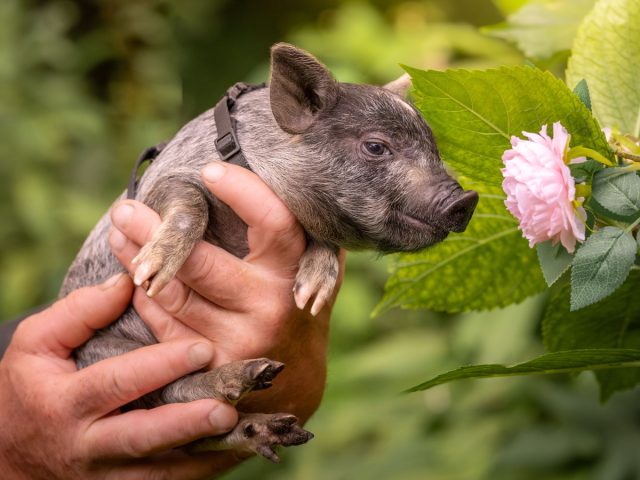 Мини-пиги удивляют интеллектом: решают головоломки, управляют джойстиком, используют зеркало для поиска еды. Они чистоплотны, узнают людей и даже манипулируют сородичами, показывая когнитивные способности, сравнимые с шимпанзе.