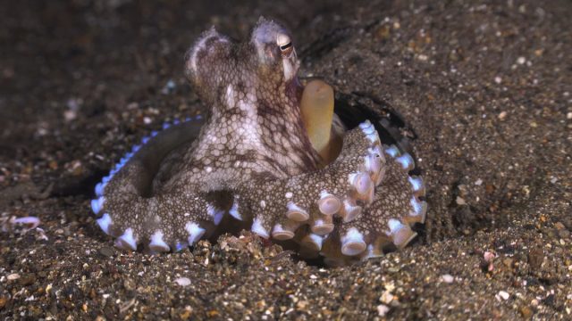 Осьминоги — выдающиеся беспозвоночные: открывают банки, наблюдают за сородичами, играют, узнают людей. У них полумиллиард нейронов, часть из которых автономна, что делает каждое щупальце как отдельный «мозг».