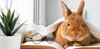 10 питомцев, которые умнее и эмпатичнее некоторых хозяев