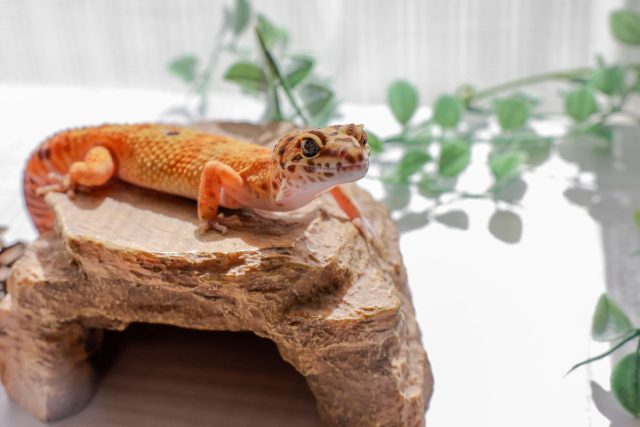 Гекконы узнают хозяина, различают голоса, запоминают время кормления и активно изучают окружение. Они проявляют адаптивное поведение и учатся методом проб и ошибок, демонстрируя интеллект даже у рептилий.