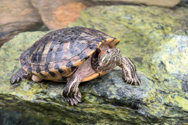 Красноухие черепахи обучаются ассоциациям, проходят лабиринты, различают формы и цвета. Они помнят кормление, реагируют на хозяина и накапливают опыт десятилетиями, показывая скрытый интеллект рептилий.