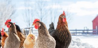 10 советов по содержанию кур зимой.