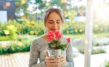 12 комнатных растений, которые приносят удачу и счастье в дом 12 комнатных растений, которые приносят удачу и счастье в дом