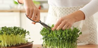 5 простых и полезных культур микрозелени, которые я рекомендую всем