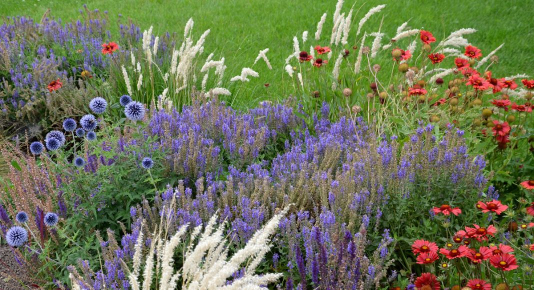 5 многолетников, которыми я заменила однолетники в саду 5 многолетников, которые заменили все мои однолетники