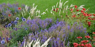 5 многолетников, которые заменили все мои однолетники