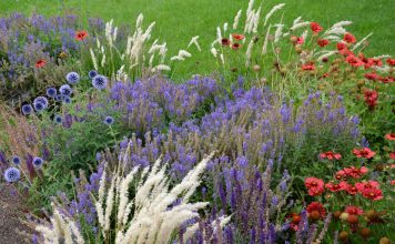 5 многолетников, которыми я заменила однолетники в саду 5 многолетников, которые заменили все мои однолетники