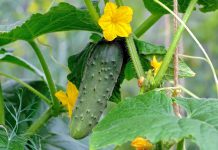 «Золотая пятёрка» огурцов — идеальные сорта на все случаи жизни «Золотая пятёрка» огурцов — идеальные сорта на все случаи жизни