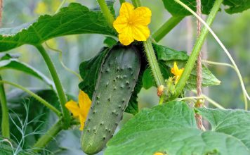 «Золотая пятёрка» огурцов — идеальные сорта на все случаи жизни «Золотая пятёрка» огурцов — идеальные сорта на все случаи жизни